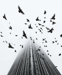 Fotografia in Bianco e Nero - In Fuga da Wall Street