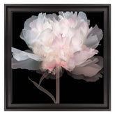 Peonie Eteree
