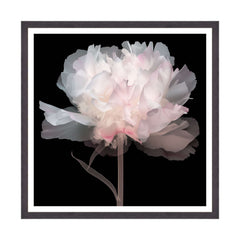 Peonie Eteree