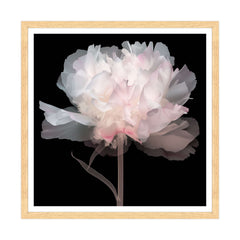Peonie Eteree