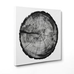 Anelli di Storia Naturale