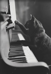 Il Musicista Quattrozampe