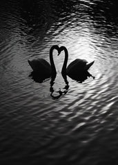 Amore Riflesso, Ballata dei Cigni