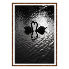 Amore Riflesso, Ballata dei Cigni