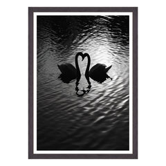 Amore Riflesso, Ballata dei Cigni