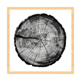 Anelli di Storia Naturale