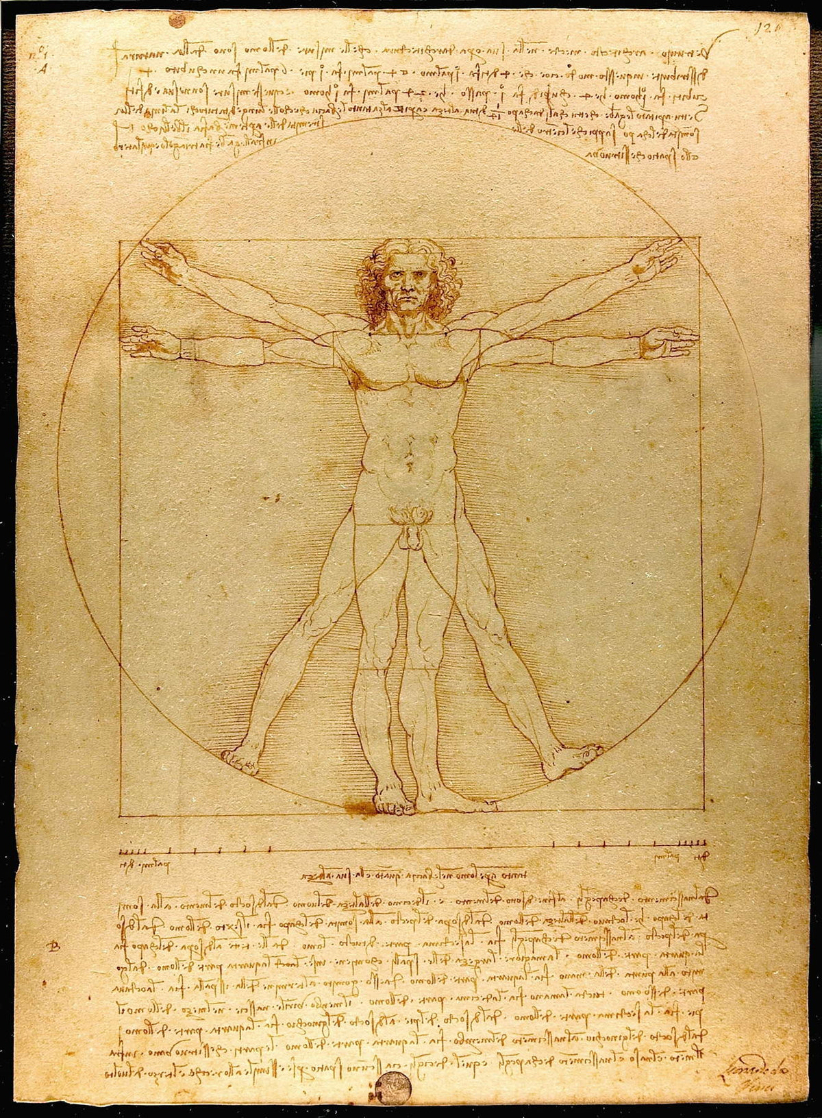 Leonardo Da Vinci - L'Uomo vitruviano