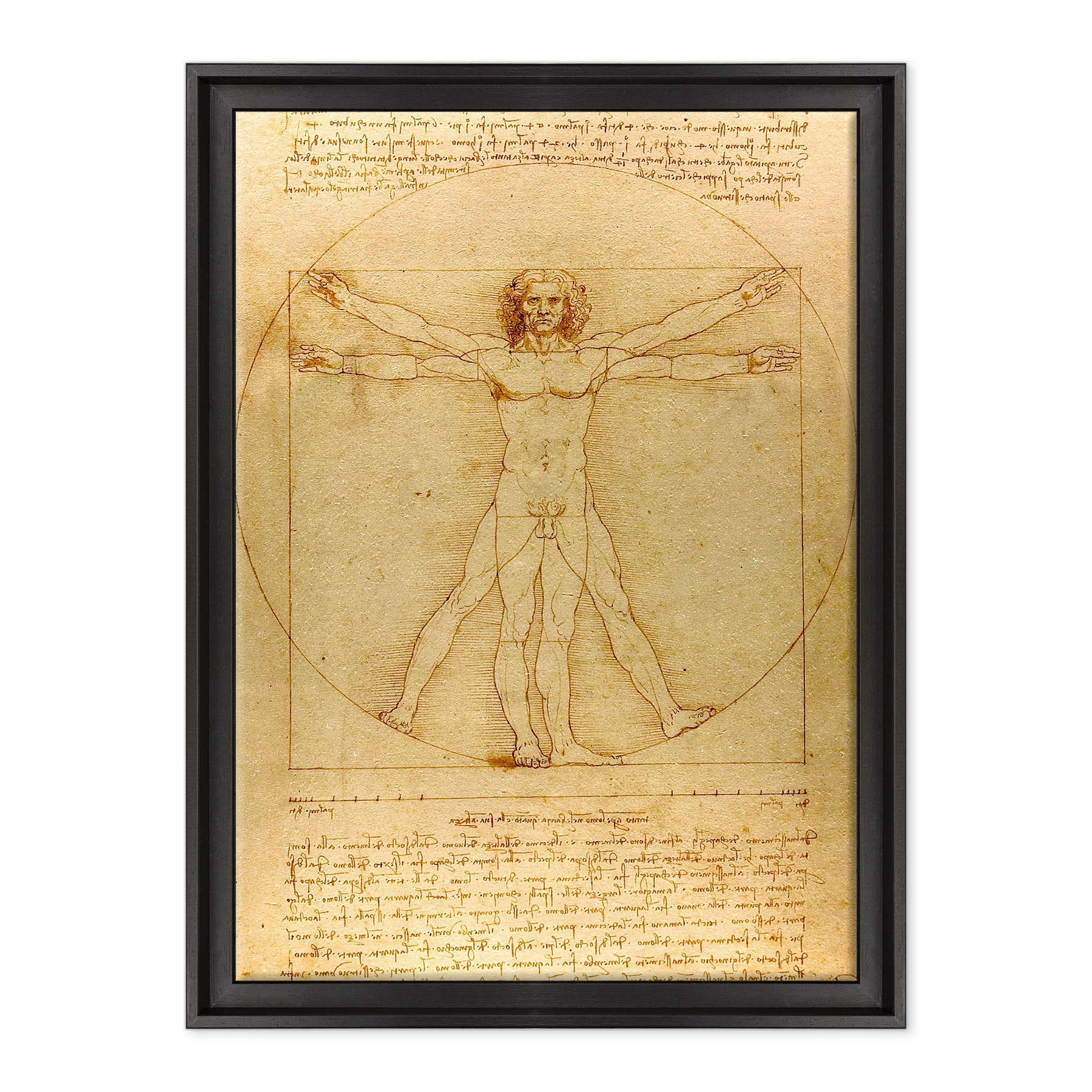 Leonardo Da Vinci - L'Uomo vitruviano