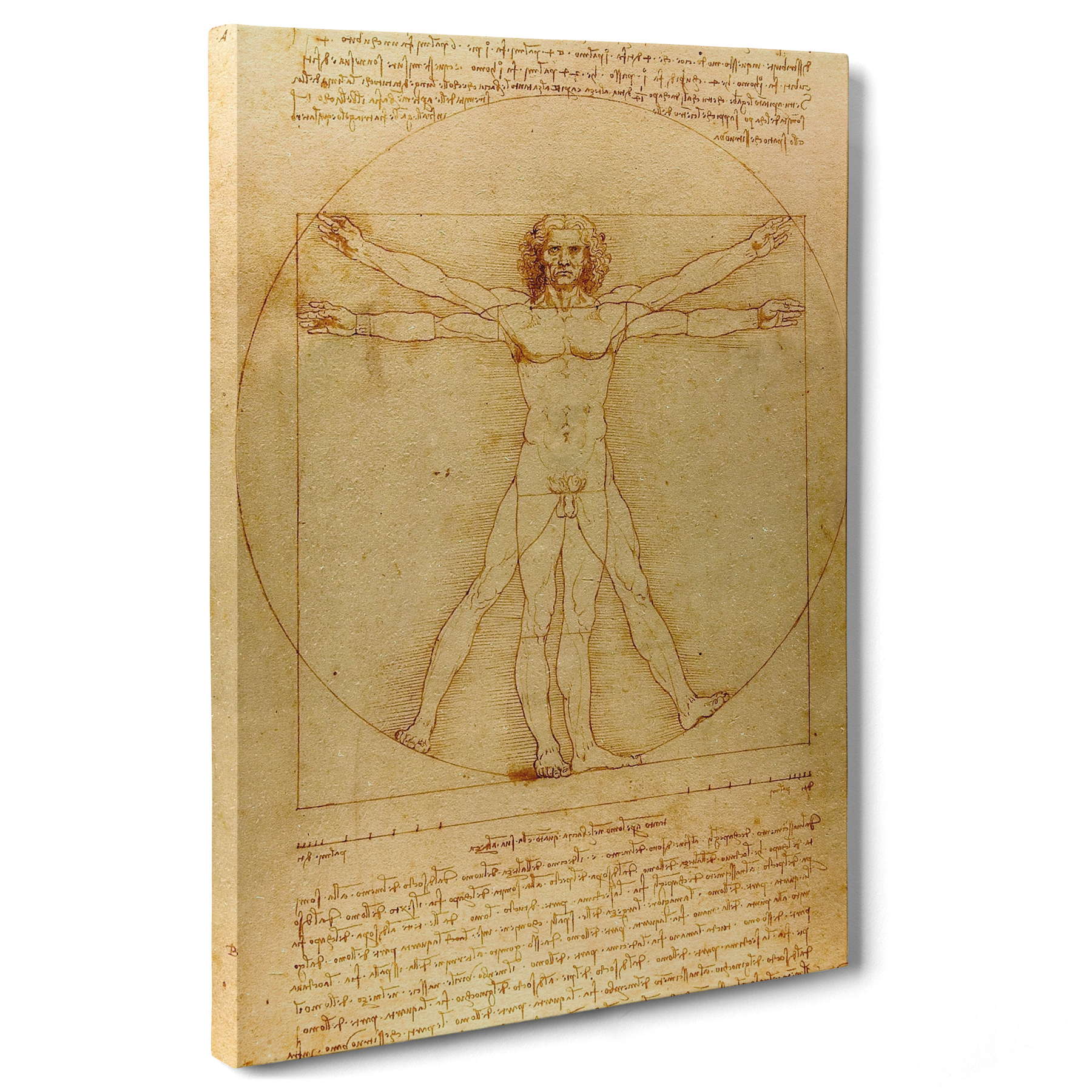 Leonardo Da Vinci - L'Uomo vitruviano