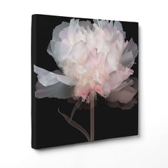 Peonie Eteree