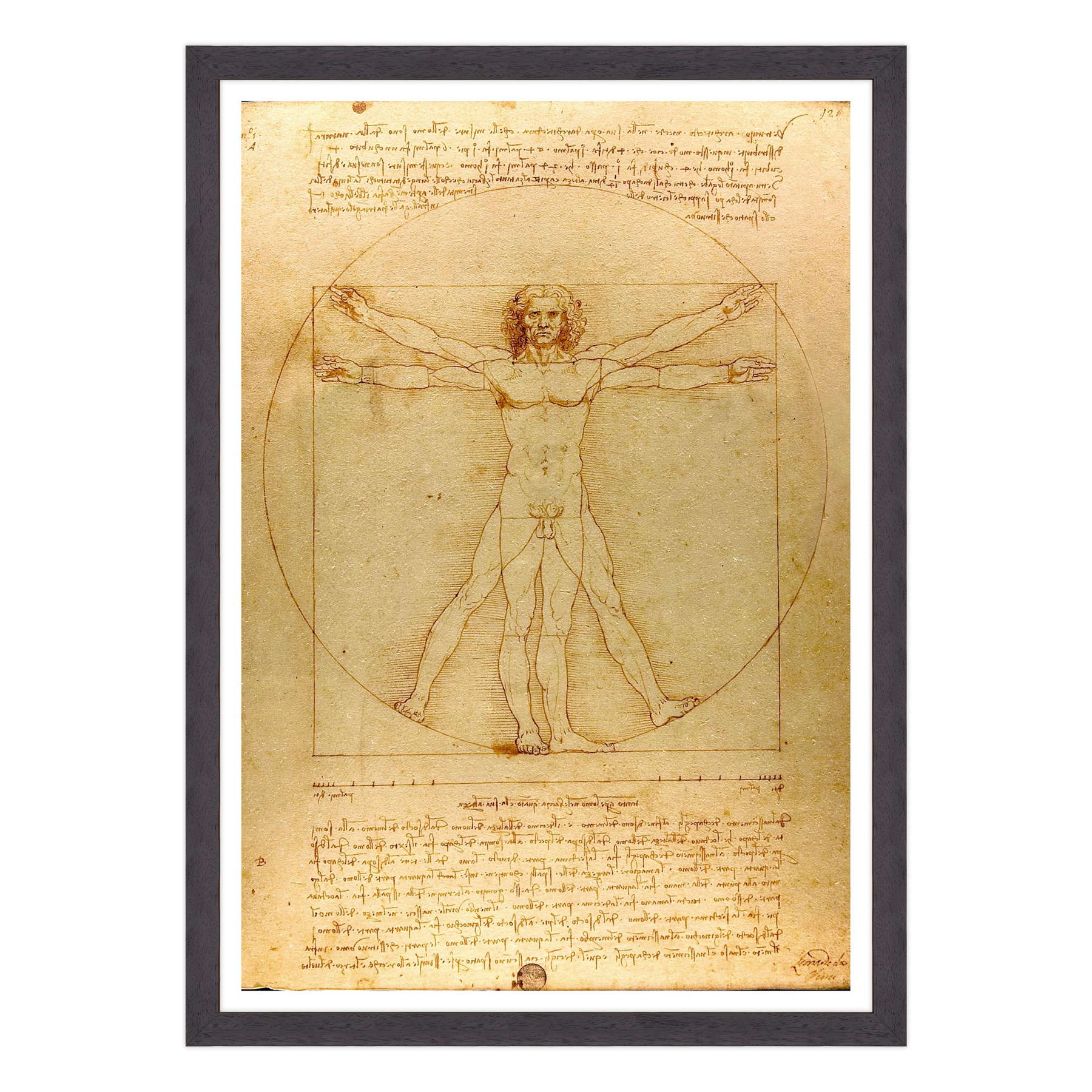 Leonardo Da Vinci - L'Uomo vitruviano