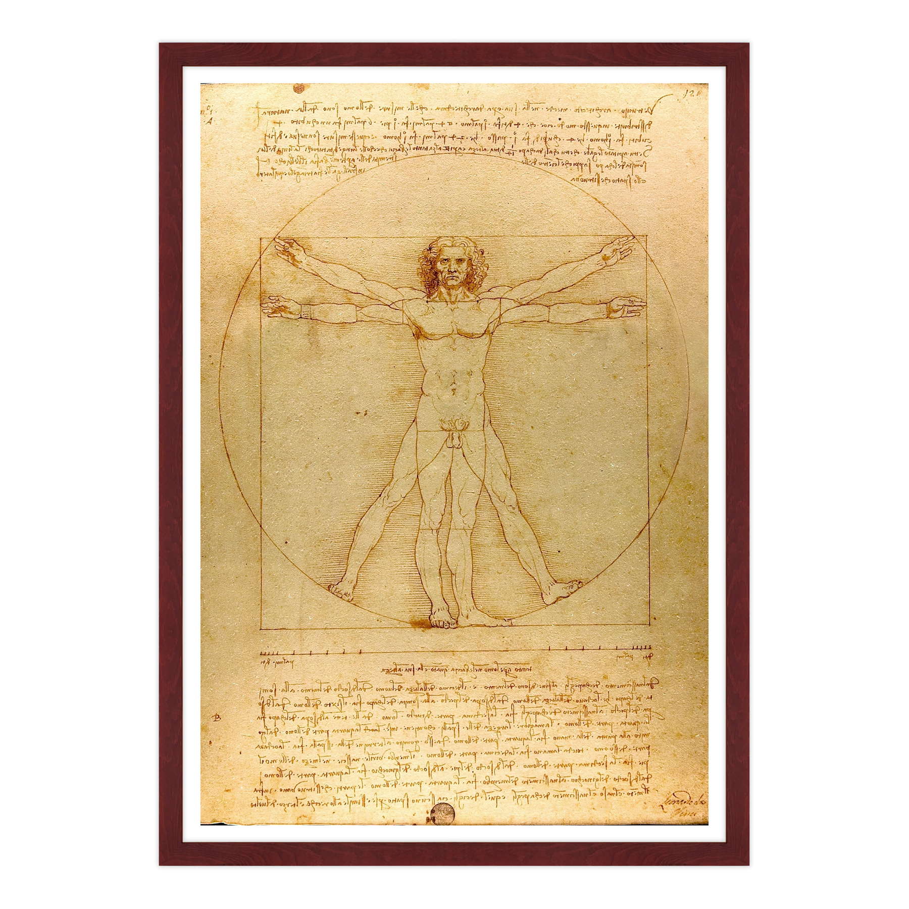 Leonardo Da Vinci - L'Uomo vitruviano