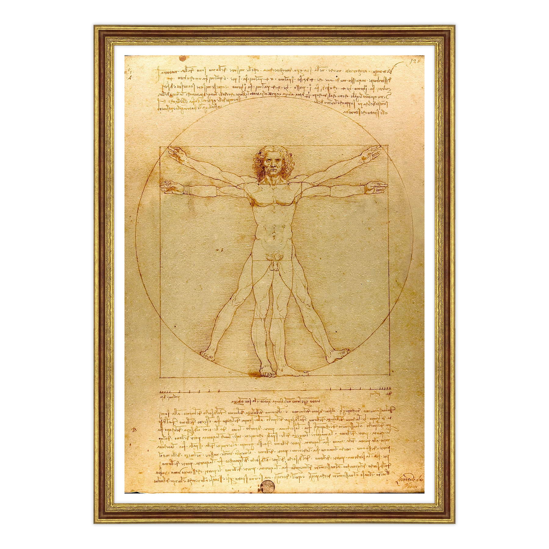 Leonardo Da Vinci - L'Uomo vitruviano
