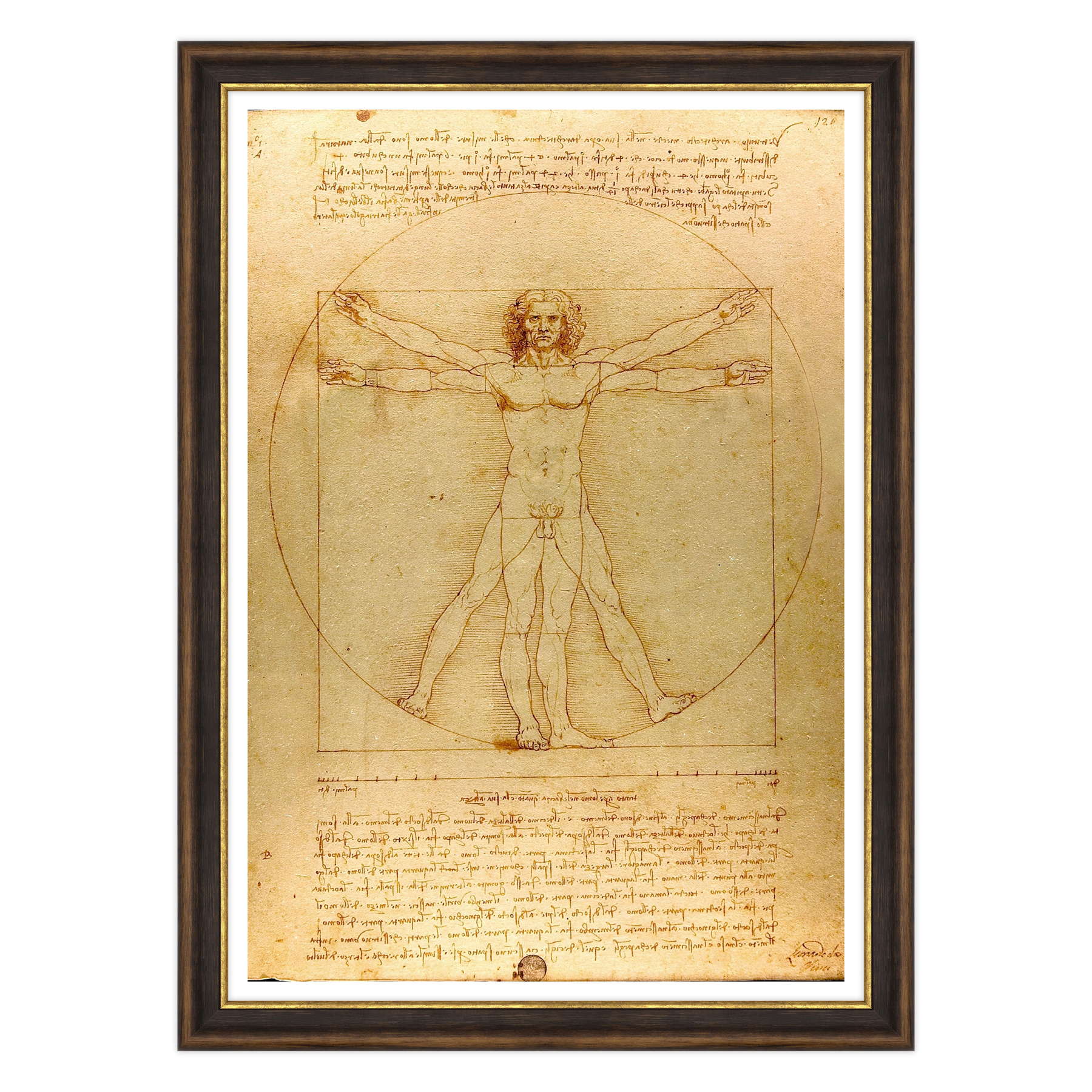 Leonardo Da Vinci - L'Uomo vitruviano