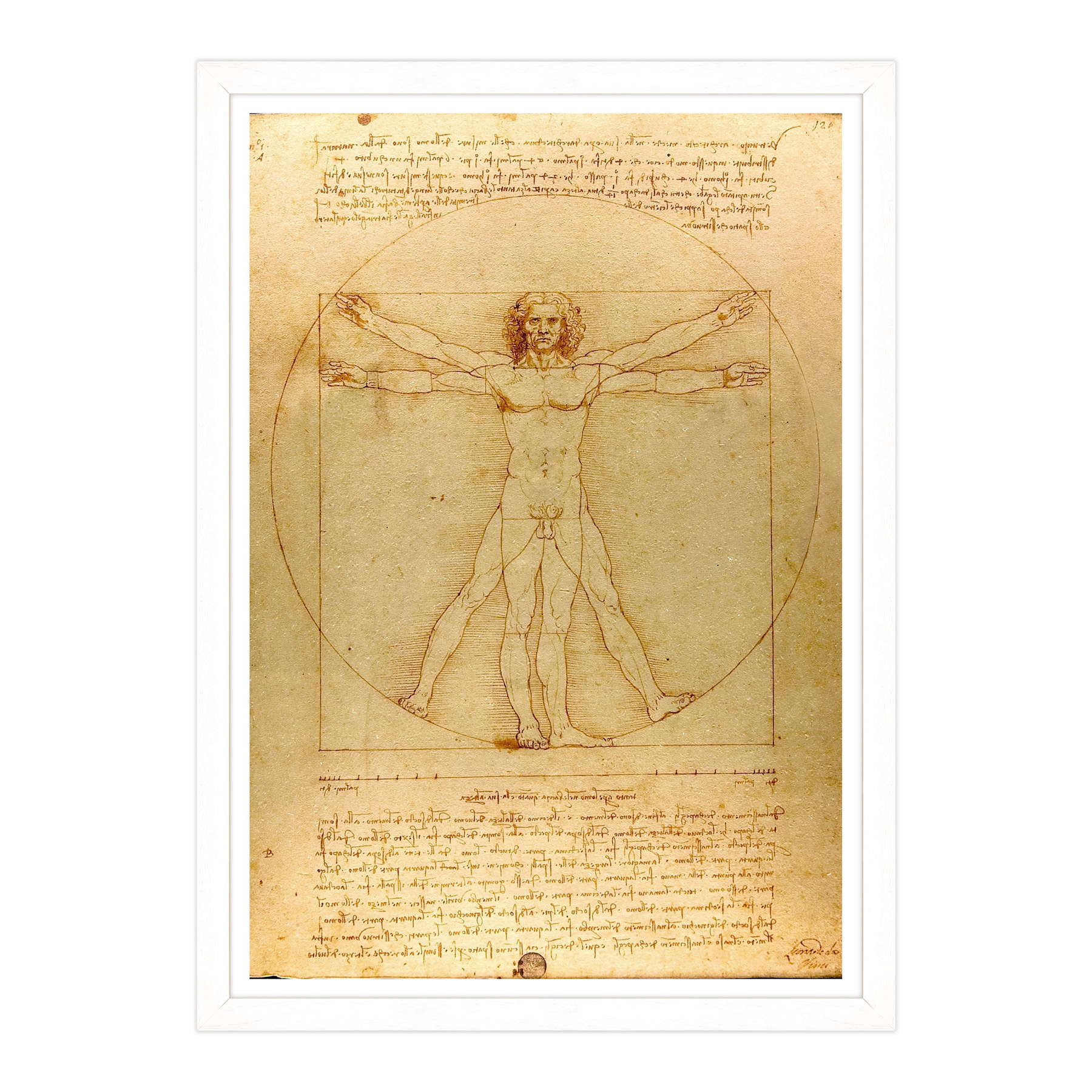 Leonardo Da Vinci - L'Uomo vitruviano