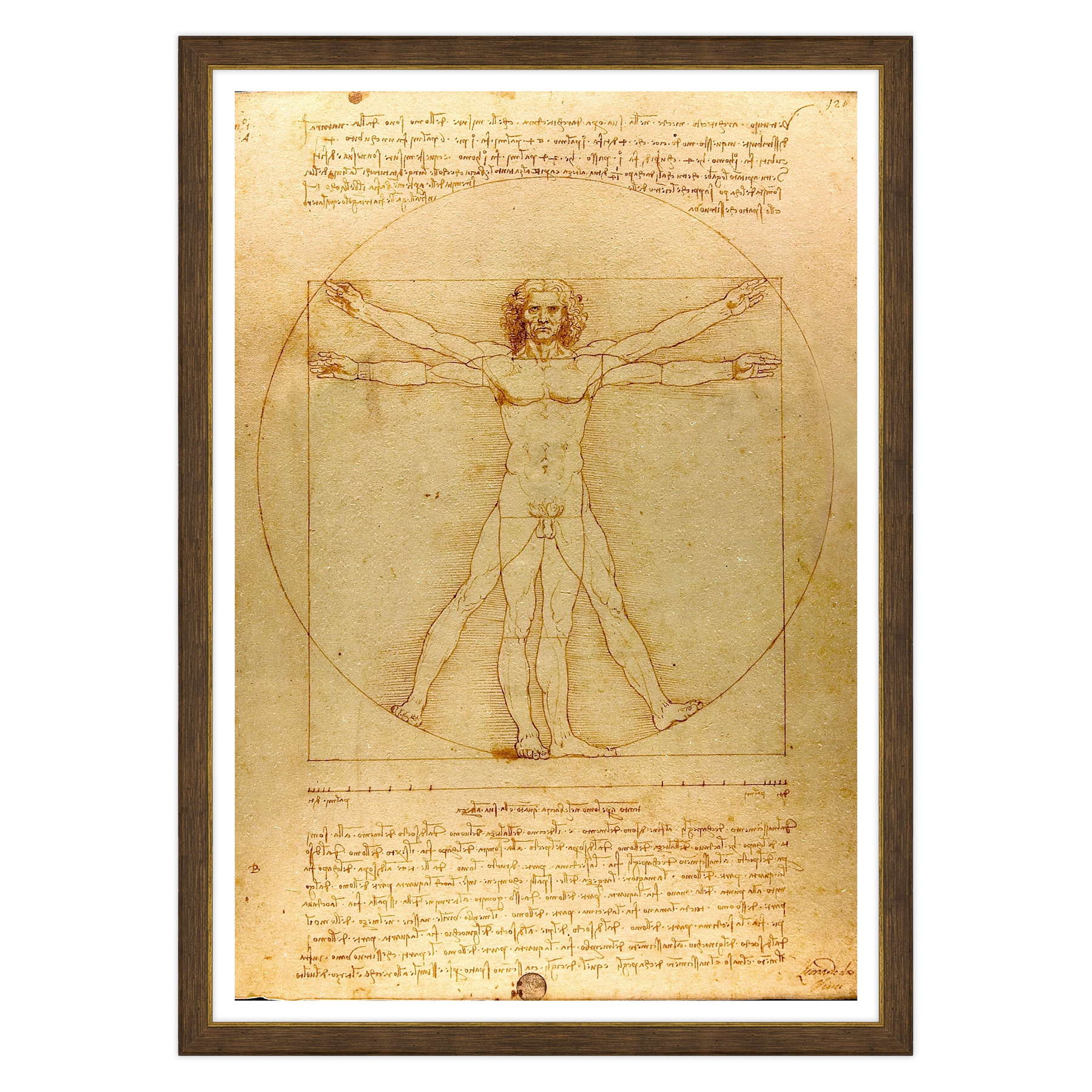 Leonardo Da Vinci - L'Uomo vitruviano