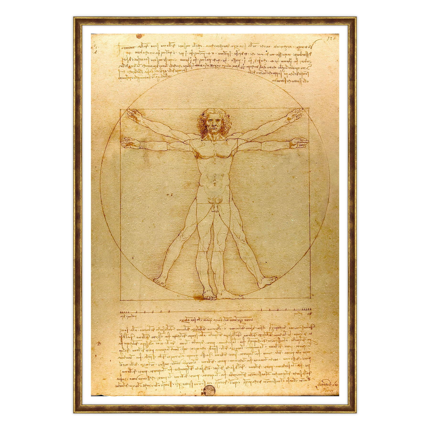 Leonardo Da Vinci - L'Uomo vitruviano