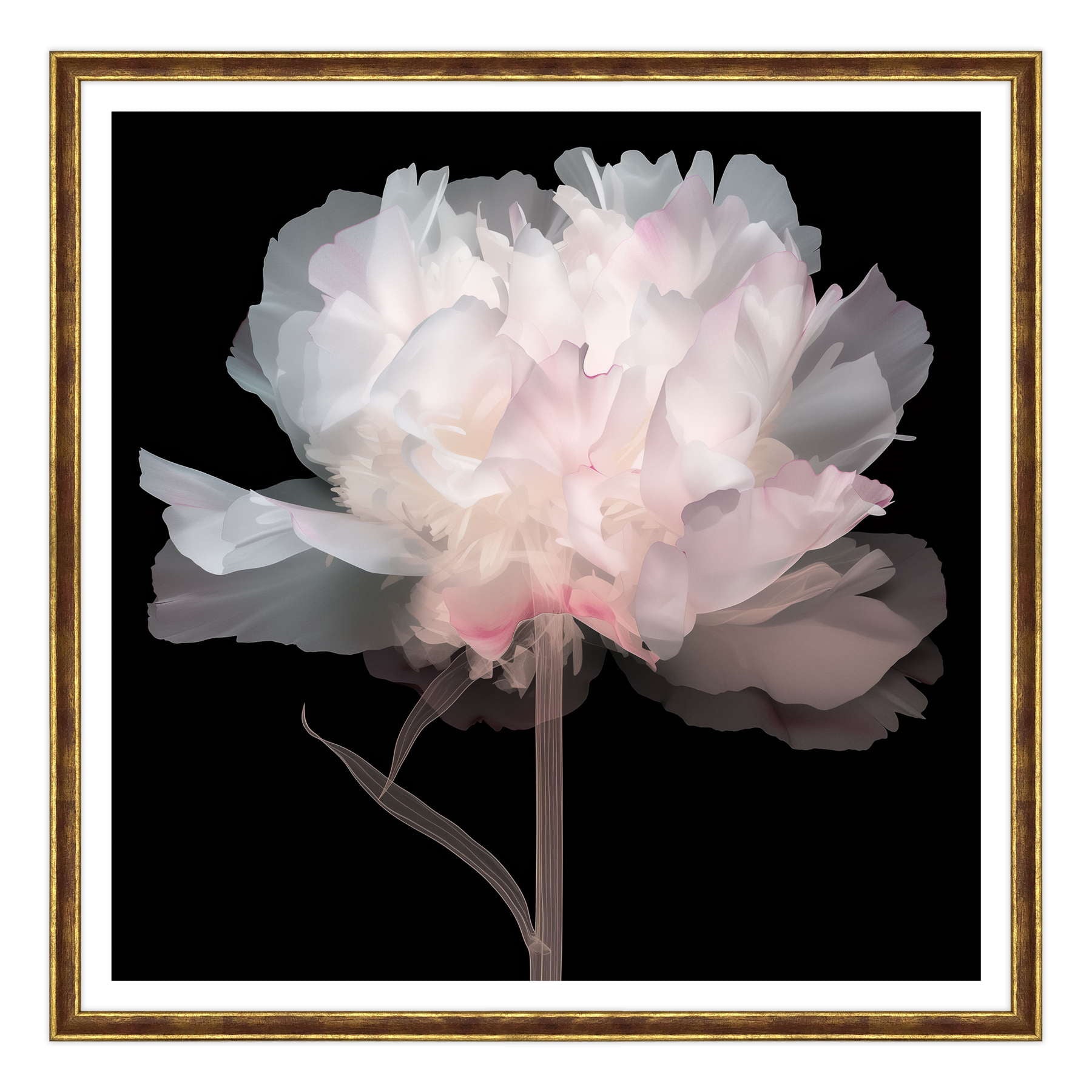 Peonie Eteree
