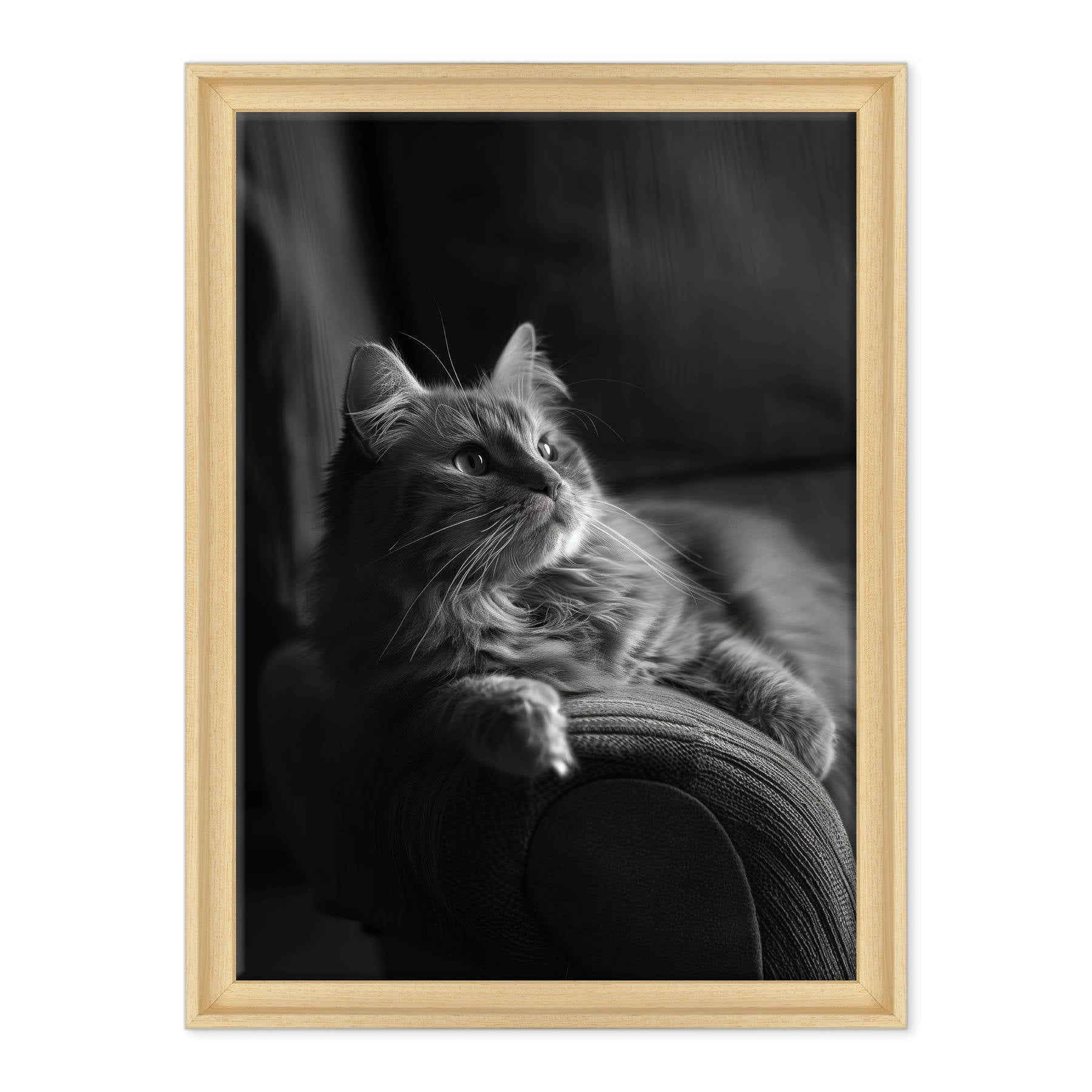 Il Gatto e la Contemplazione