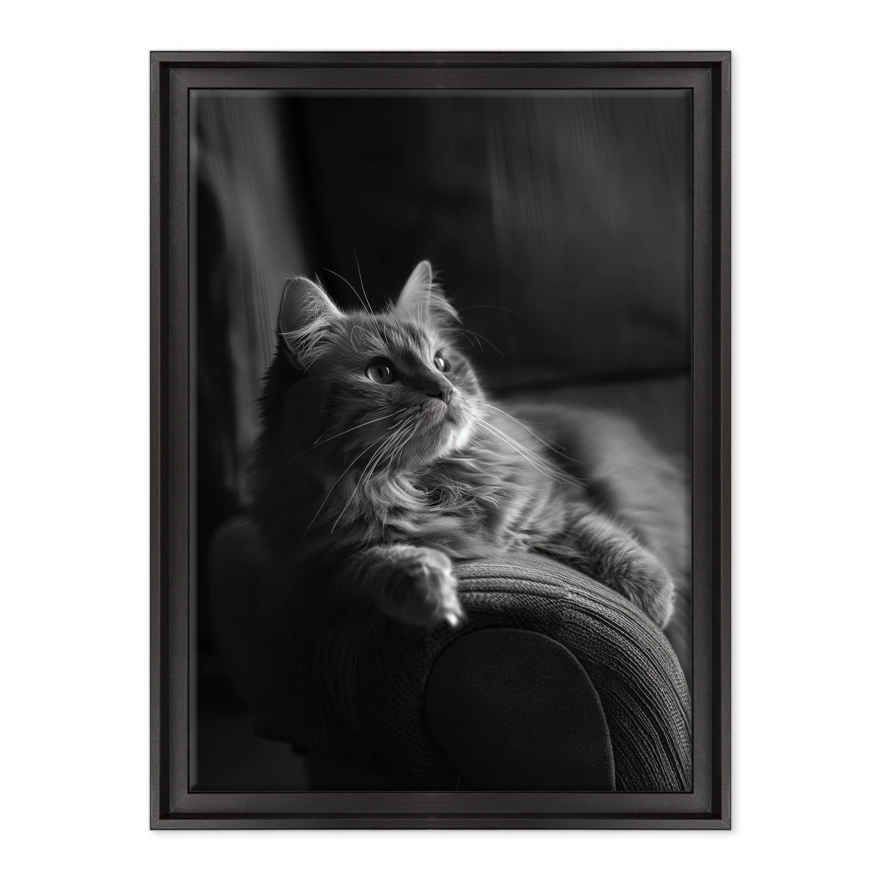 Il Gatto e la Contemplazione