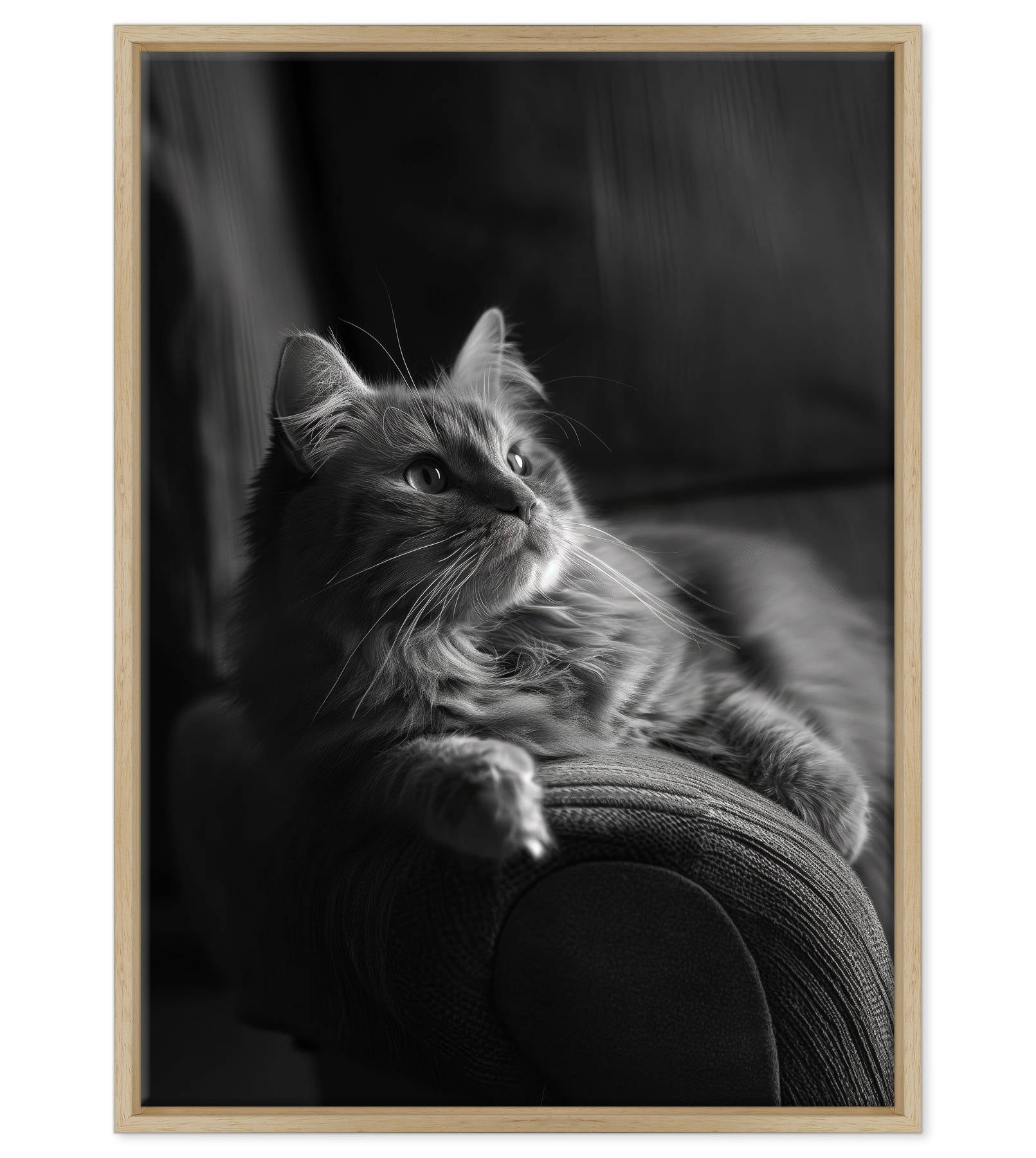 Il Gatto e la Contemplazione