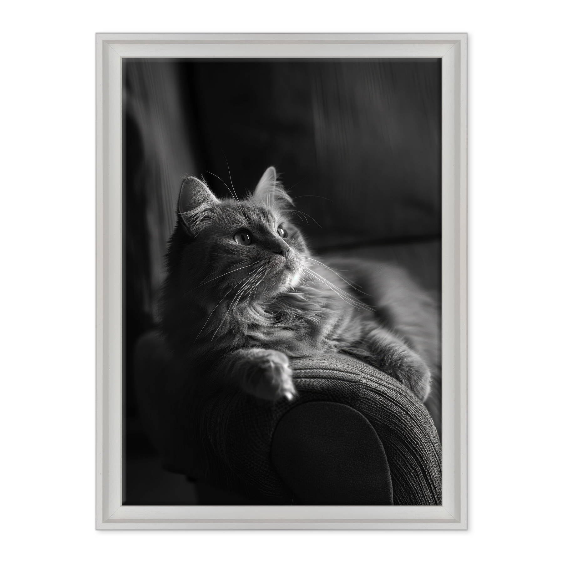 Il Gatto e la Contemplazione