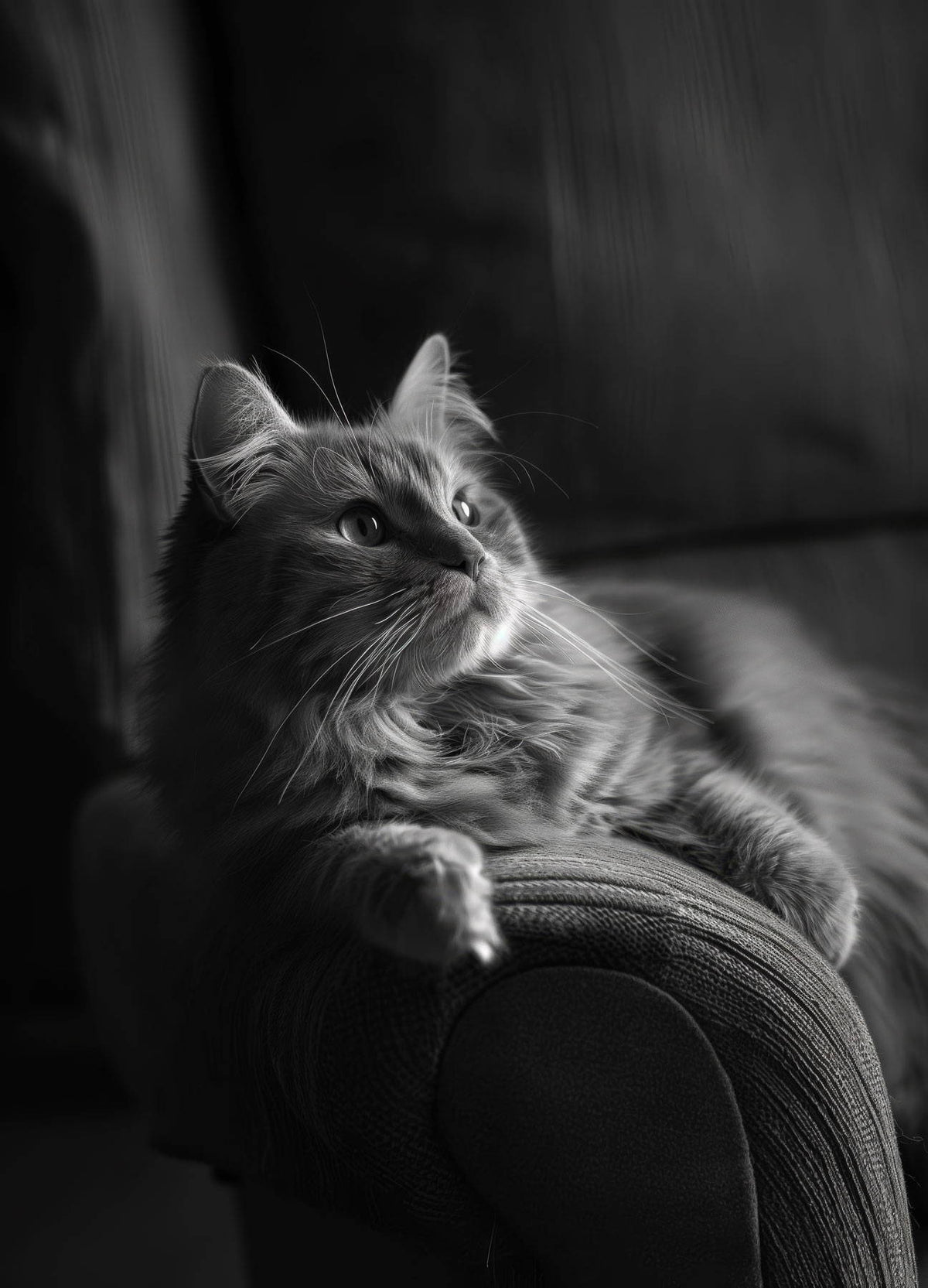 Il Gatto e la Contemplazione