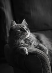 Il Gatto e la Contemplazione