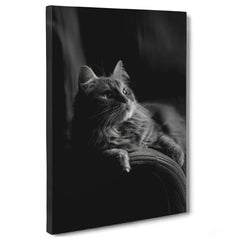 Il Gatto e la Contemplazione