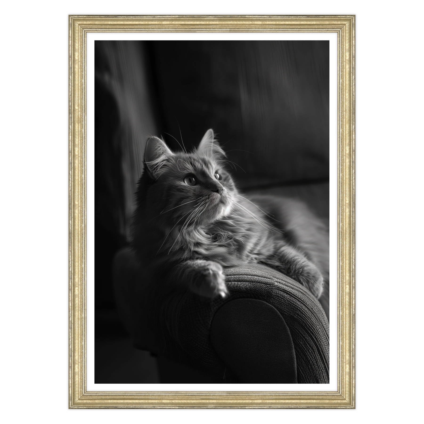 Il Gatto e la Contemplazione
