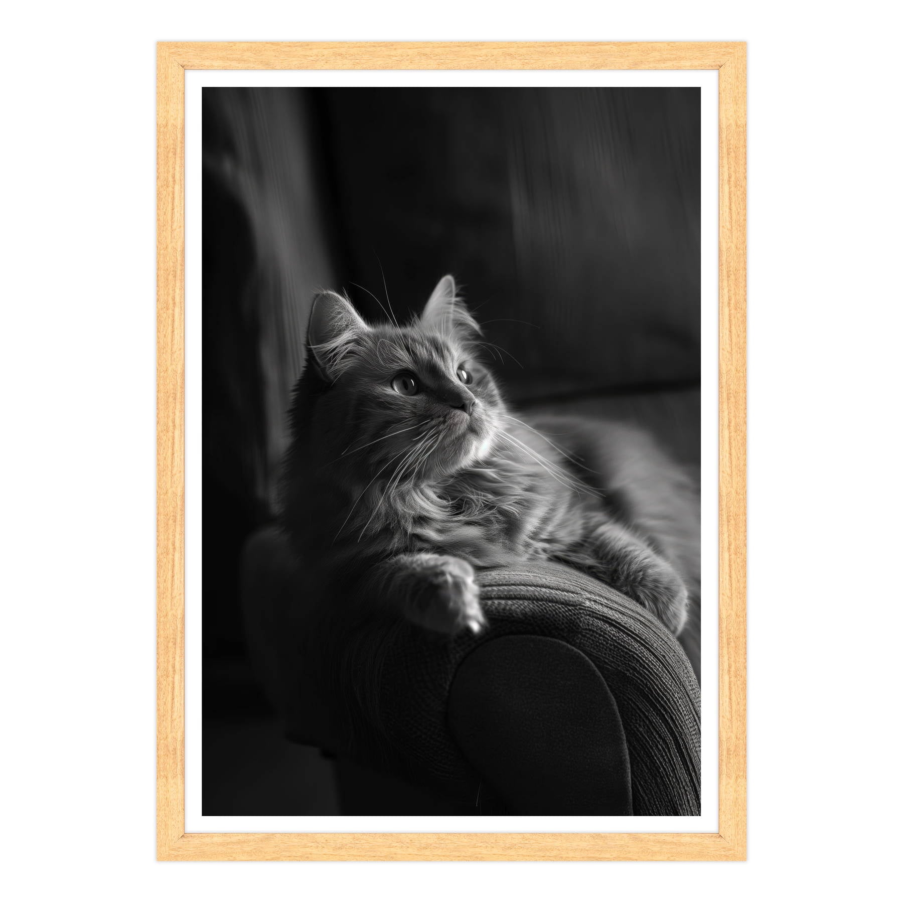 Il Gatto e la Contemplazione