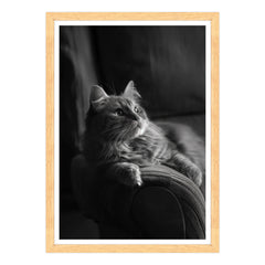 Il Gatto e la Contemplazione