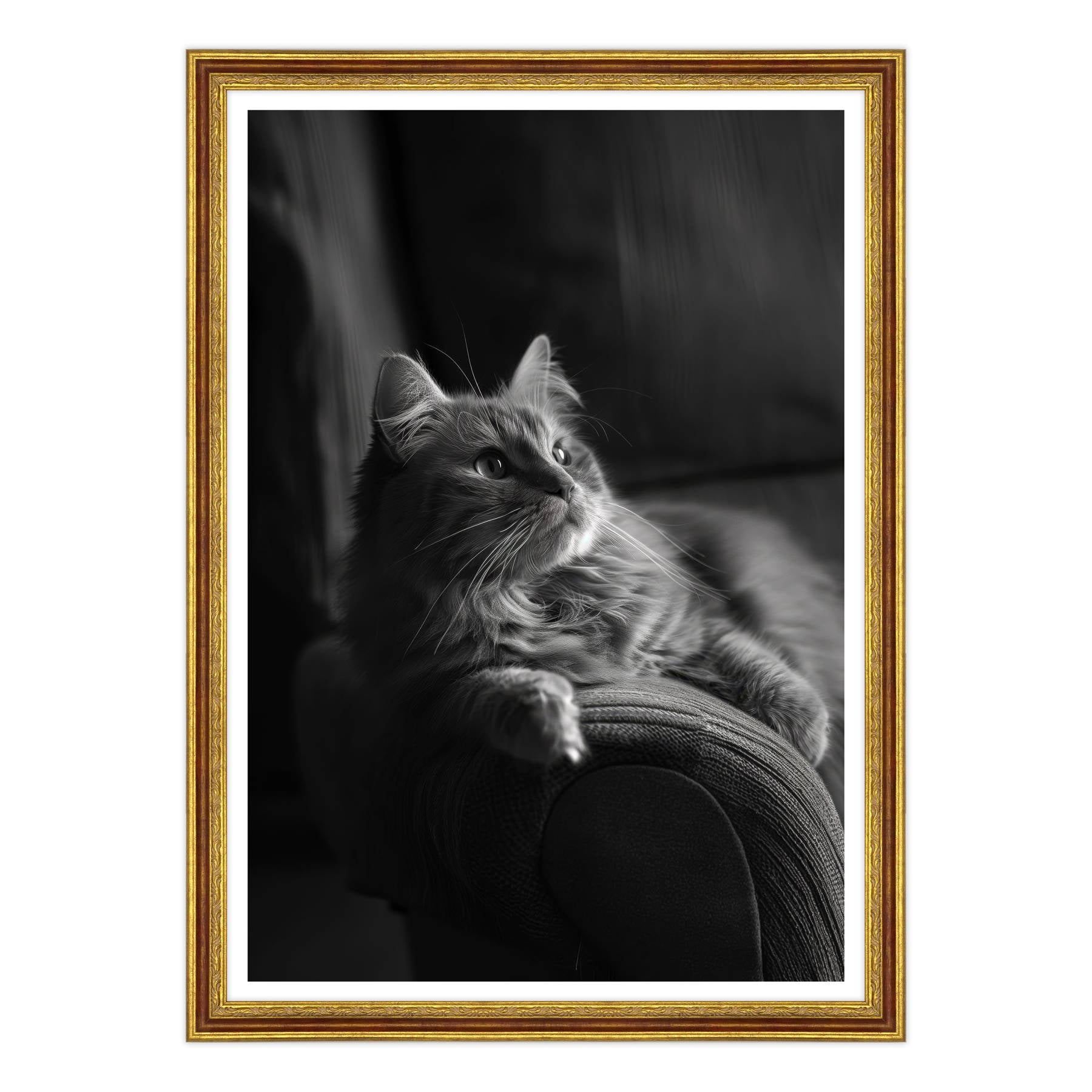 Il Gatto e la Contemplazione