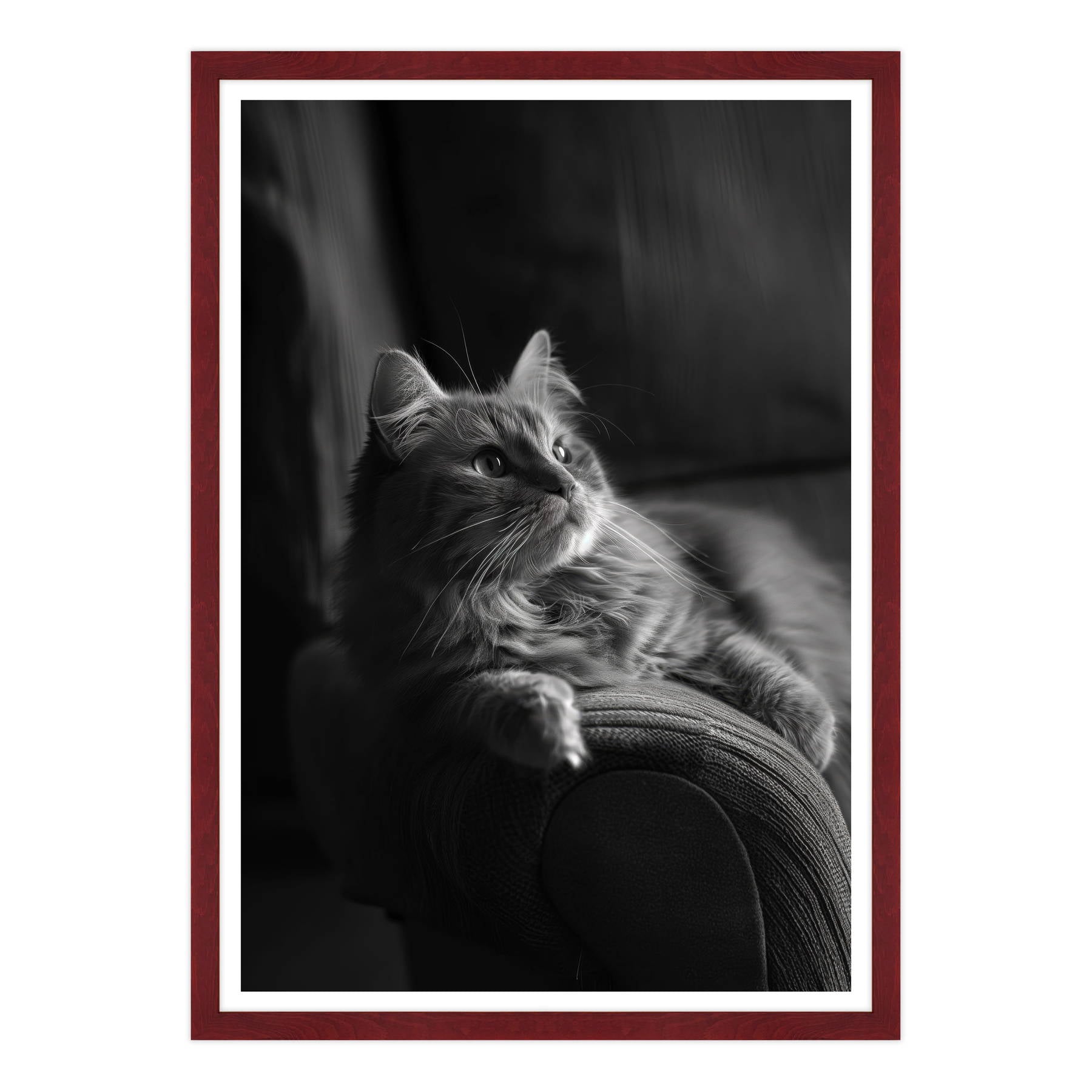Il Gatto e la Contemplazione