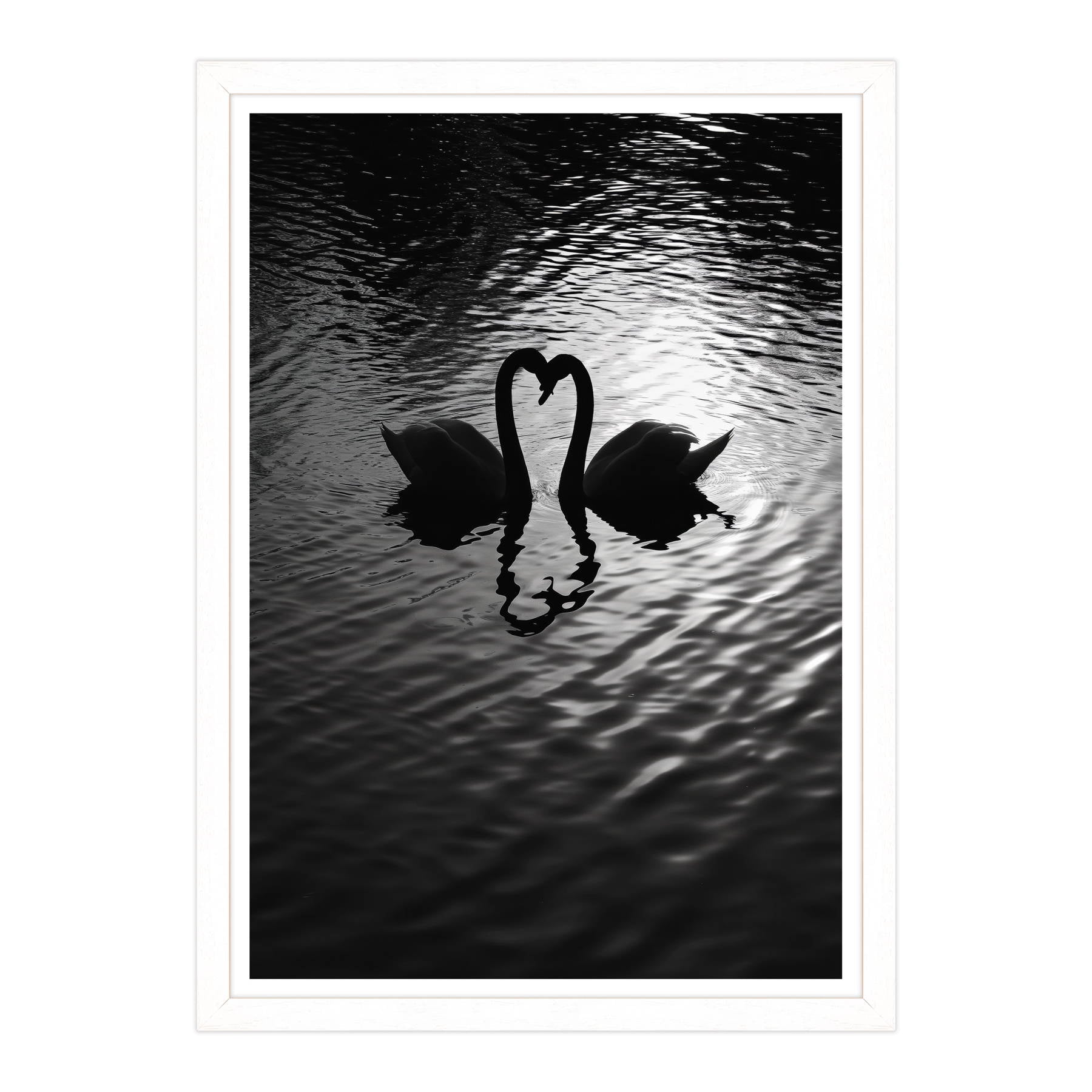 Amore Riflesso, Ballata dei Cigni
