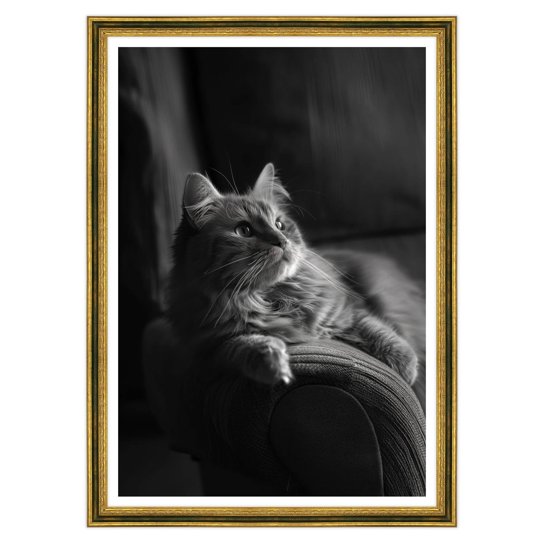 Il Gatto e la Contemplazione