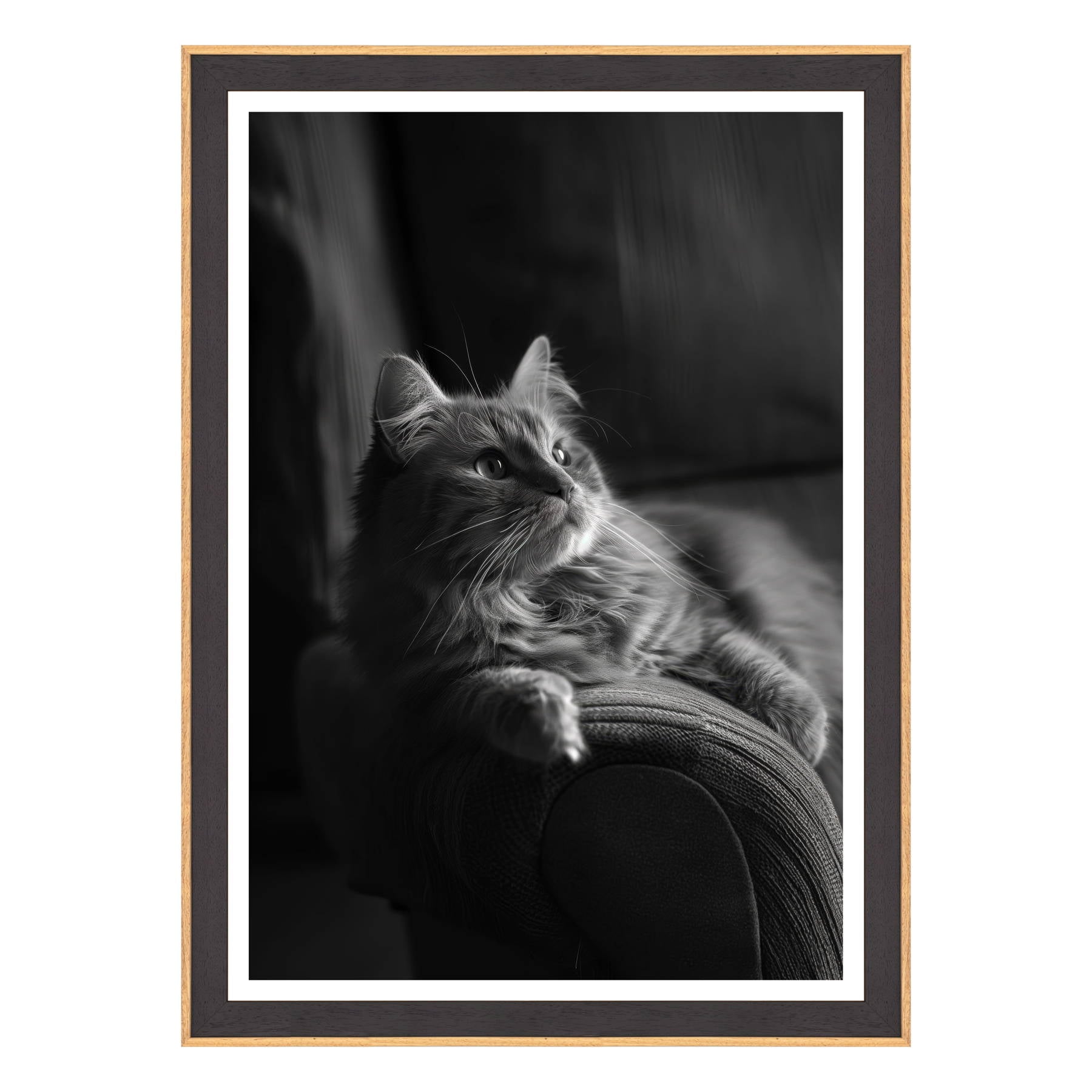 Il Gatto e la Contemplazione