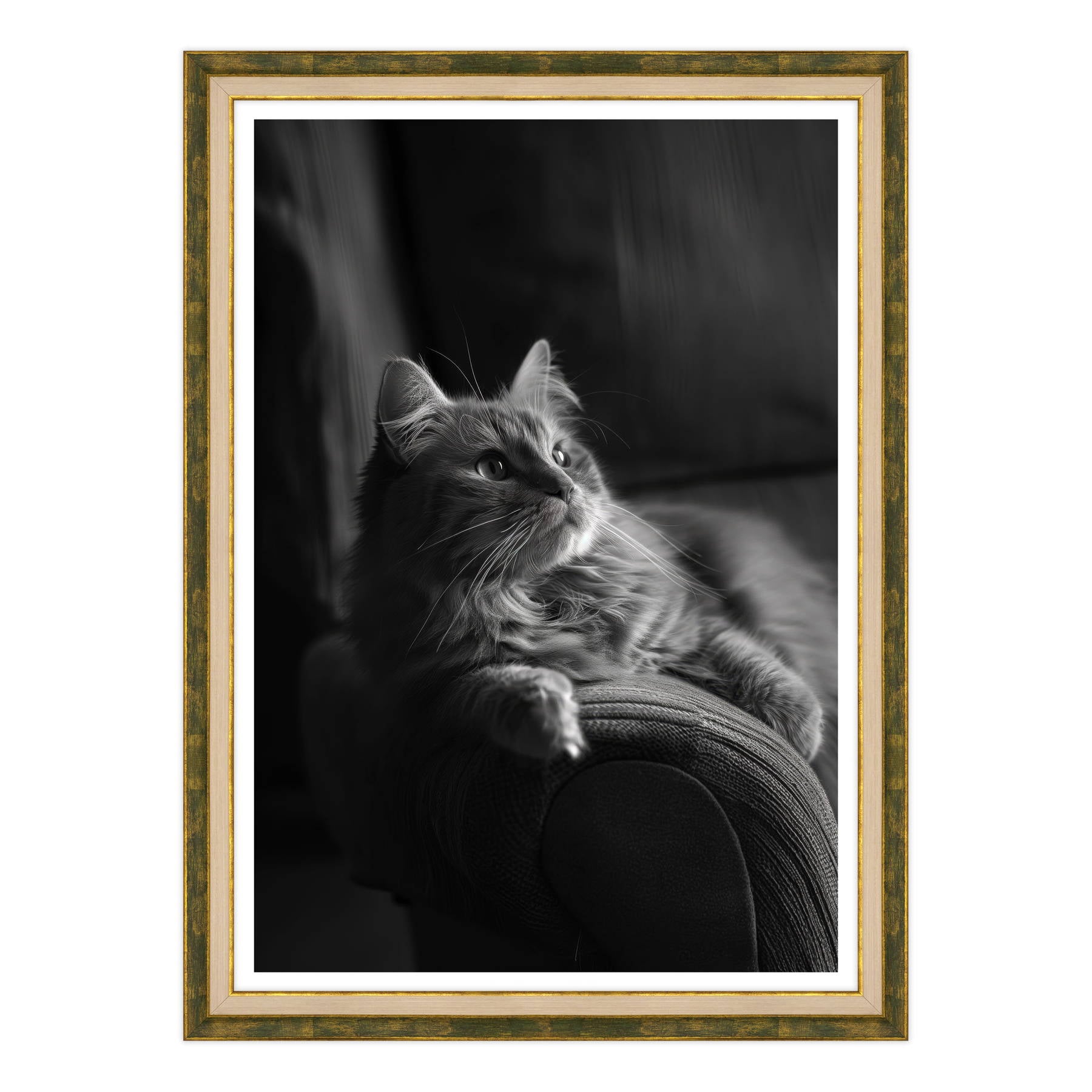 Il Gatto e la Contemplazione
