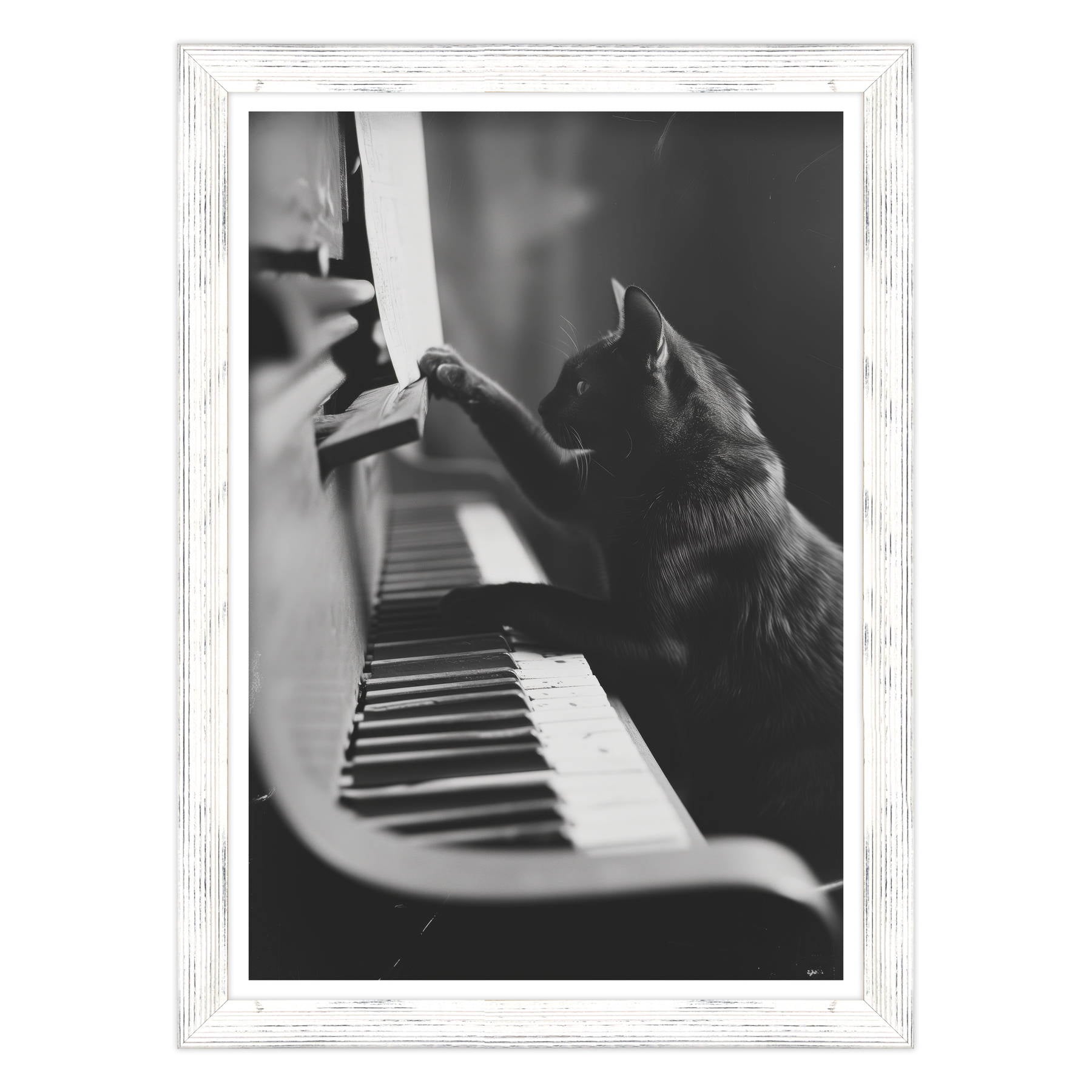 Il Musicista Quattrozampe