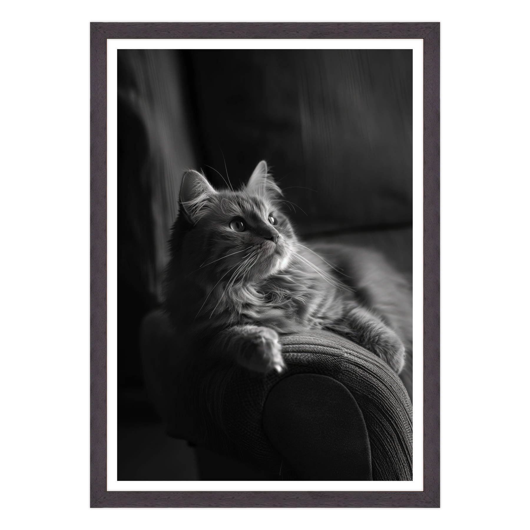 Il Gatto e la Contemplazione