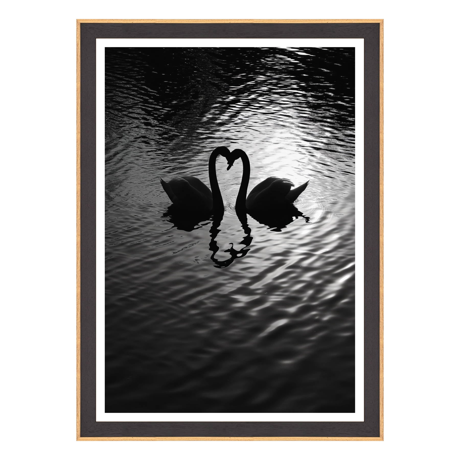 Amore Riflesso, Ballata dei Cigni