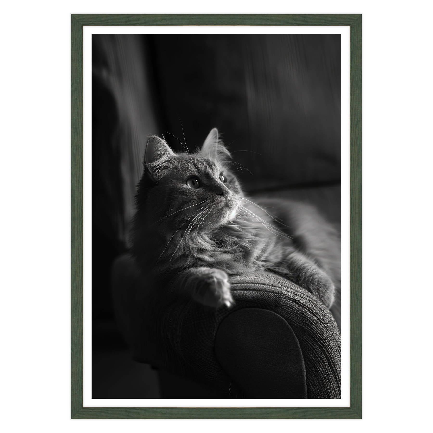 Il Gatto e la Contemplazione