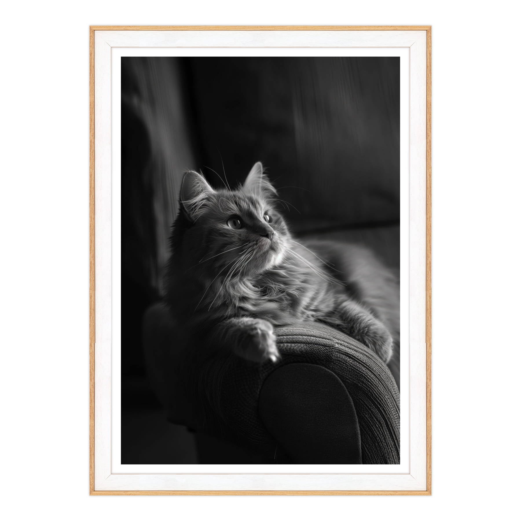 Il Gatto e la Contemplazione