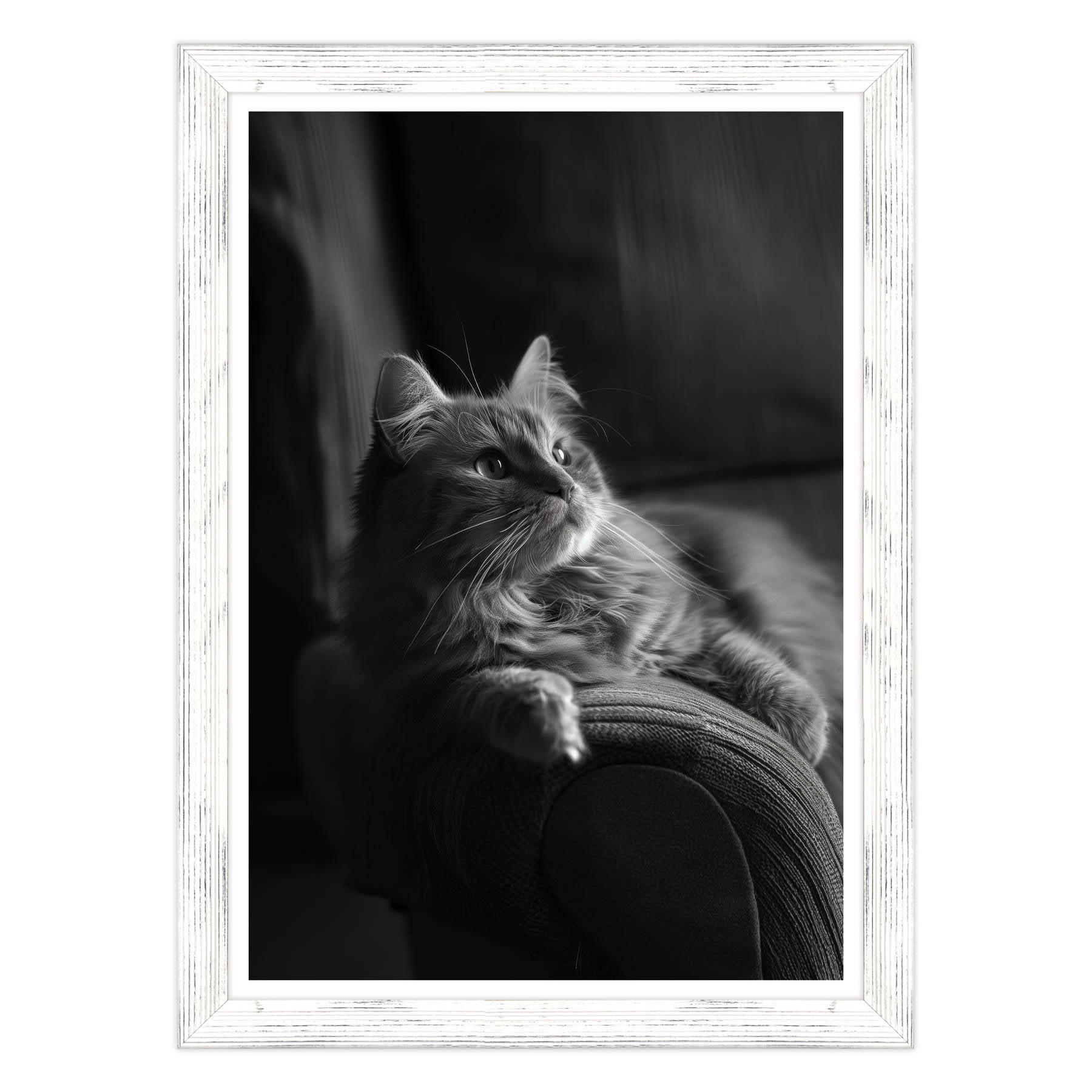 Il Gatto e la Contemplazione