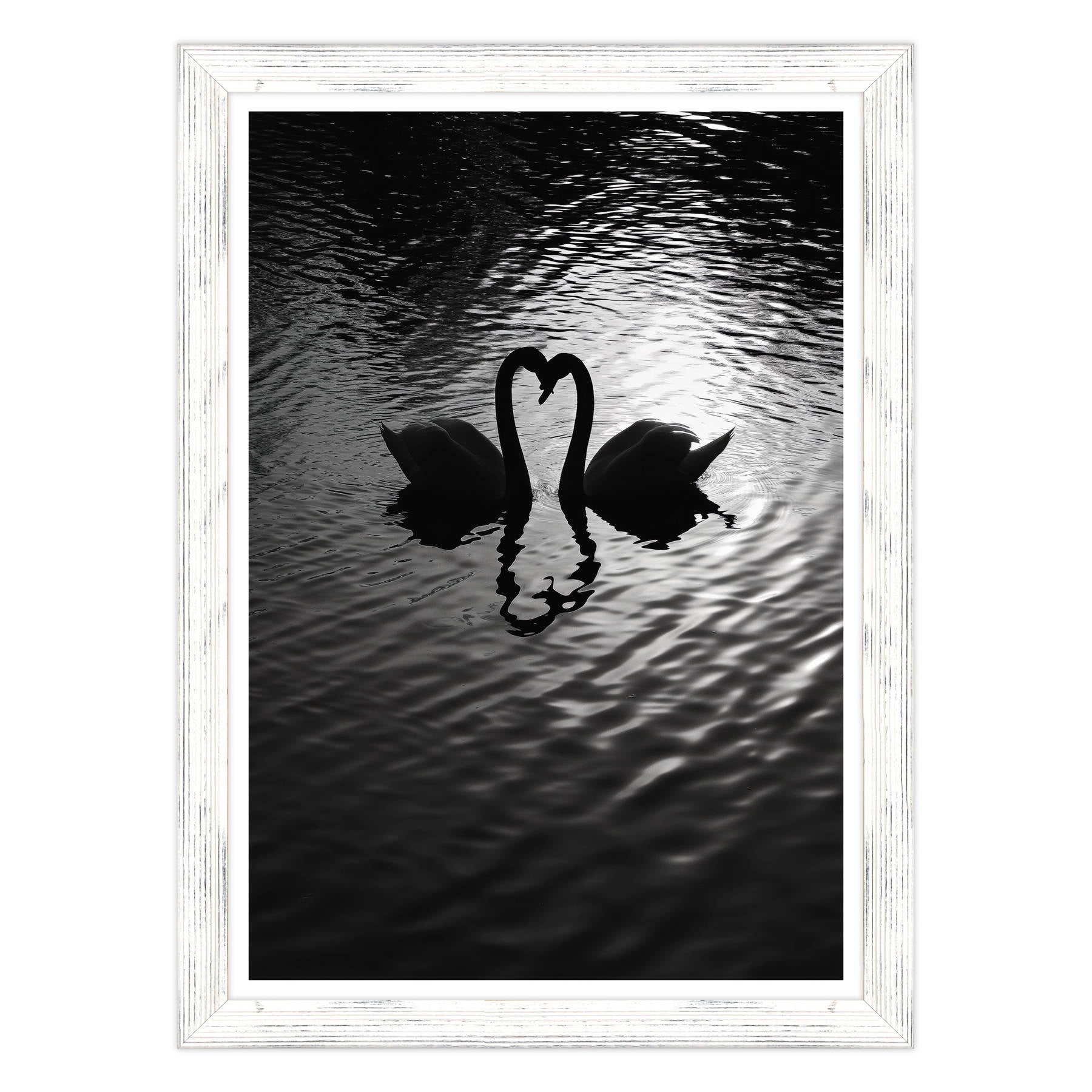 Amore Riflesso, Ballata dei Cigni