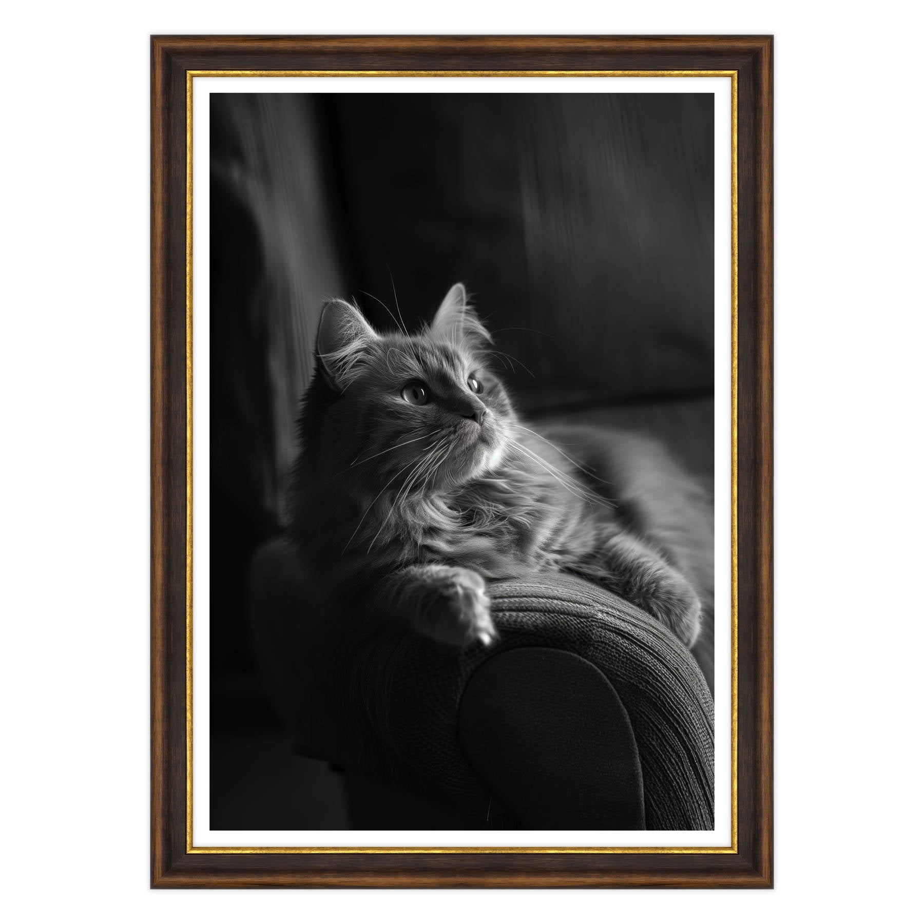 Il Gatto e la Contemplazione