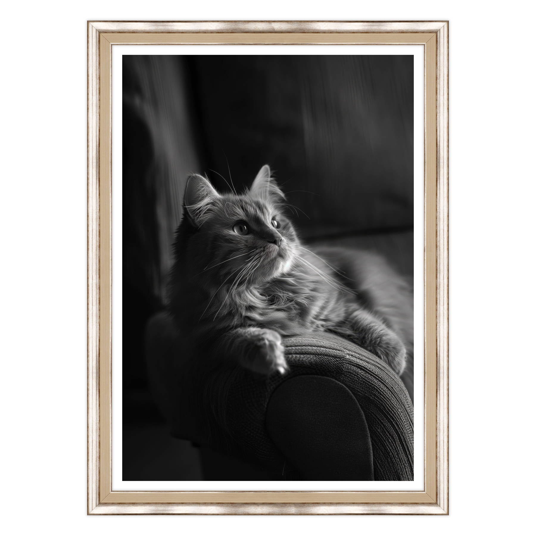 Il Gatto e la Contemplazione