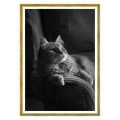 Il Gatto e la Contemplazione