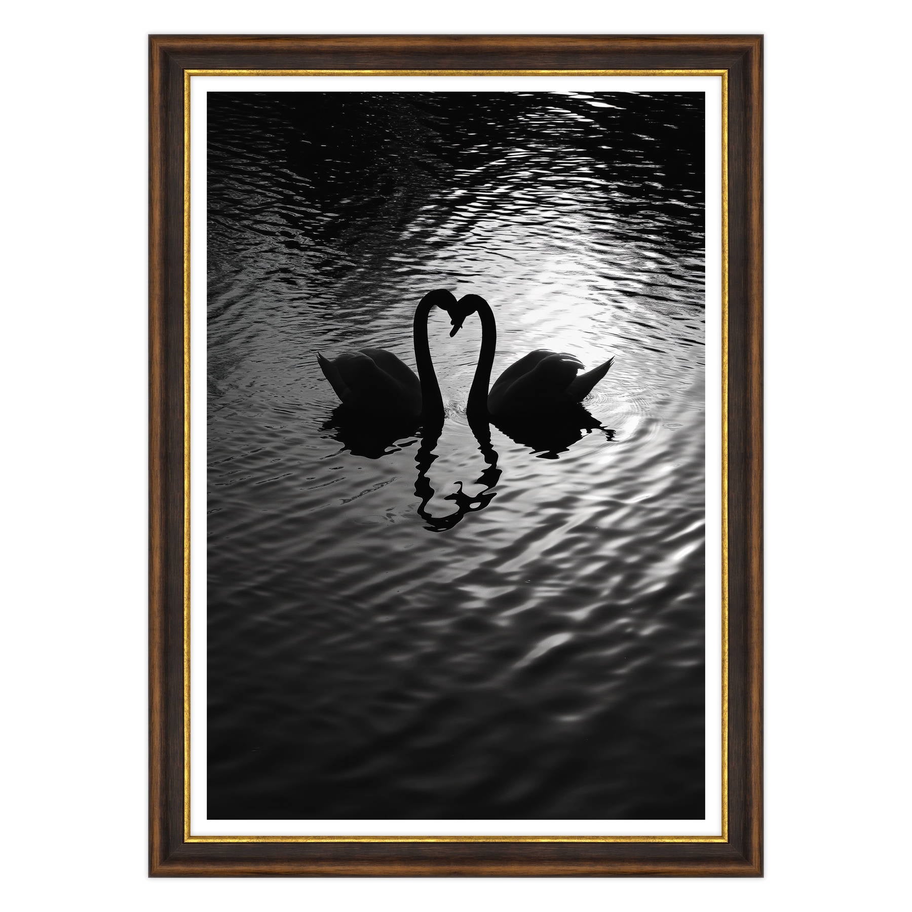 Amore Riflesso, Ballata dei Cigni